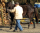 Handarbeit auch als Basis für die Ausbildung junger Pferde